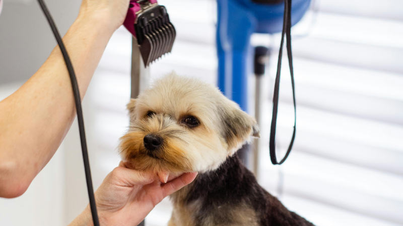 Gift Ideas for Home or Competitive Dog Groomers
